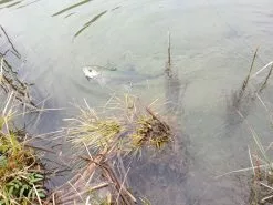 Winston PURE Fly Rod -Roofvis Shop 20190402 13083620medium