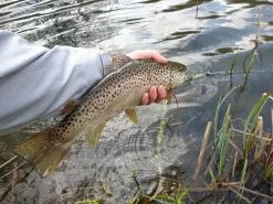 Winston PURE Fly Rod -Roofvis Shop 20190402 16132320medium