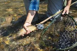 Douglas Upstream Plus Fly Rod 18 Douglas Upstream Plus Fly Rod -Roofvis Shop Douglas Upstream Plus Fly Rod NFD615 XXX 2schermafbeelding 2023 01 11 om 11.47