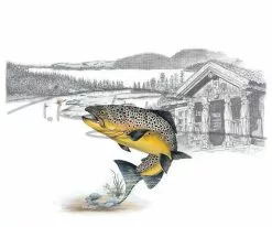 Picture Postcard By Thomas Kubitz -Roofvis Shop Picture Postcard By Thomas Kubitz PPOSTCARD X conquest 3