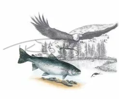 Picture Postcard By Thomas Kubitz -Roofvis Shop Picture Postcard By Thomas Kubitz PPOSTCARD X eagles20prey 3