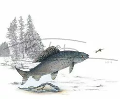 Picture Postcard By Thomas Kubitz -Roofvis Shop Picture Postcard By Thomas Kubitz PPOSTCARD X finest20hour 3