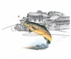 Picture Postcard By Thomas Kubitz -Roofvis Shop Picture Postcard By Thomas Kubitz PPOSTCARD X high20noon 3