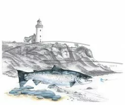 Picture Postcard By Thomas Kubitz -Roofvis Shop Picture Postcard By Thomas Kubitz PPOSTCARD X hot20pursuit 3