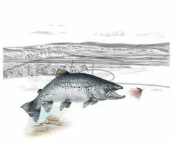 Picture Postcard By Thomas Kubitz -Roofvis Shop Picture Postcard By Thomas Kubitz PPOSTCARD X no20turning20back 3