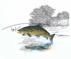 Picture Postcard By Thomas Kubitz -Roofvis Shop Picture Postcard By Thomas Kubitz PPOSTCARD X out20for20trouble 3