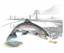 Picture Postcard By Thomas Kubitz -Roofvis Shop Picture Postcard By Thomas Kubitz PPOSTCARD X strike 3