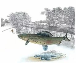 Picture Postcard By Thomas Kubitz -Roofvis Shop Picture Postcard By Thomas Kubitz PPOSTCARD X tempest20lady 3